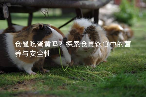 仓鼠吃蛋黄吗？探索仓鼠饮食中的营养与安全性
