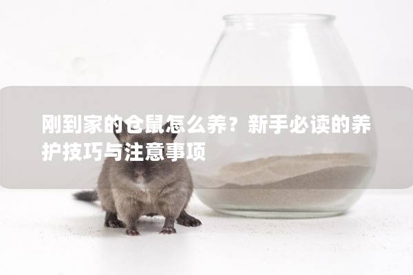 刚到家的仓鼠怎么养？新手必读的养护技巧与注意事项