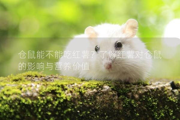 仓鼠能不能吃红薯？了解红薯对仓鼠的影响与营养价值