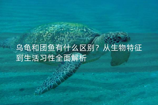 乌龟和团鱼有什么区别？从生物特征到生活习性全面解析