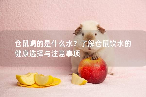 仓鼠喝的是什么水？了解仓鼠饮水的健康选择与注意事项