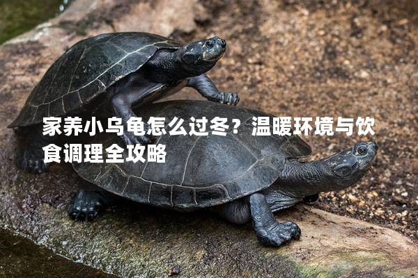 家养小乌龟怎么过冬？温暖环境与饮食调理全攻略