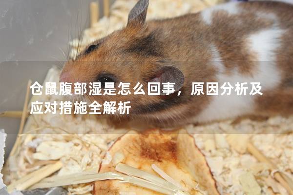 仓鼠腹部湿是怎么回事，原因分析及应对措施全解析