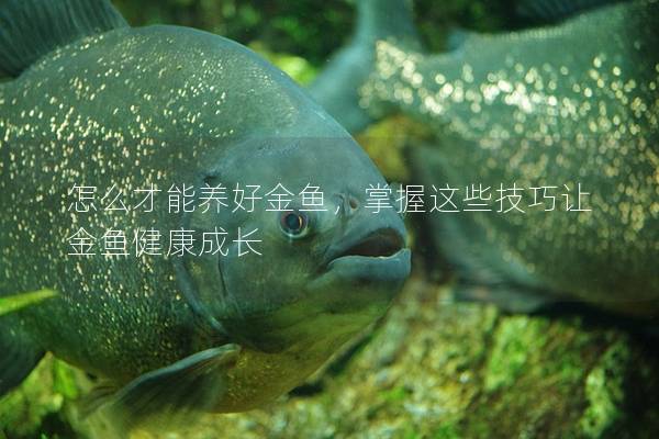 怎么才能养好金鱼，掌握这些技巧让金鱼健康成长