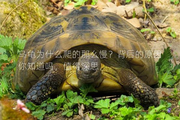 乌龟为什么爬的那么慢？背后的原因你知道吗，值得深思