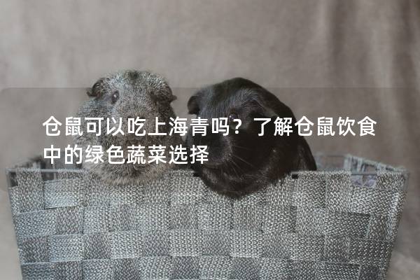 仓鼠可以吃上海青吗？了解仓鼠饮食中的绿色蔬菜选择