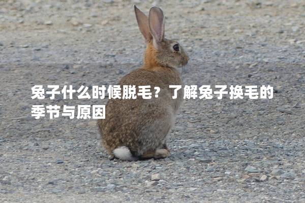 兔子什么时候脱毛？了解兔子换毛的季节与原因