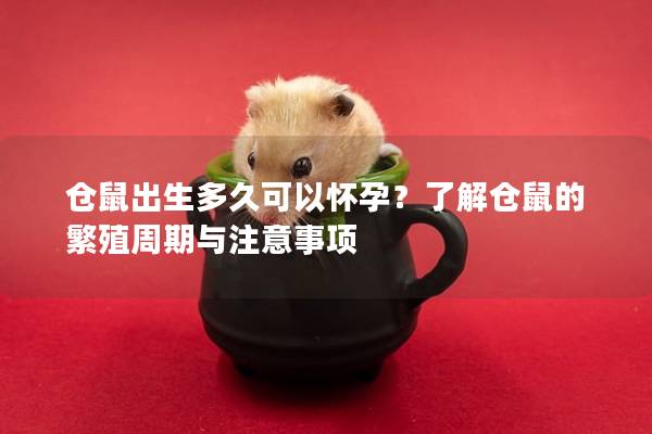 仓鼠出生多久可以怀孕？了解仓鼠的繁殖周期与注意事项