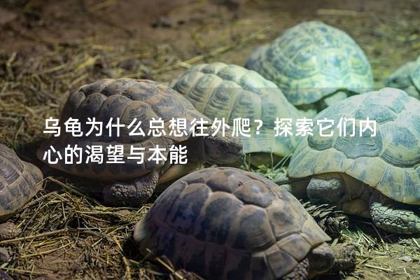 乌龟为什么总想往外爬？探索它们内心的渴望与本能