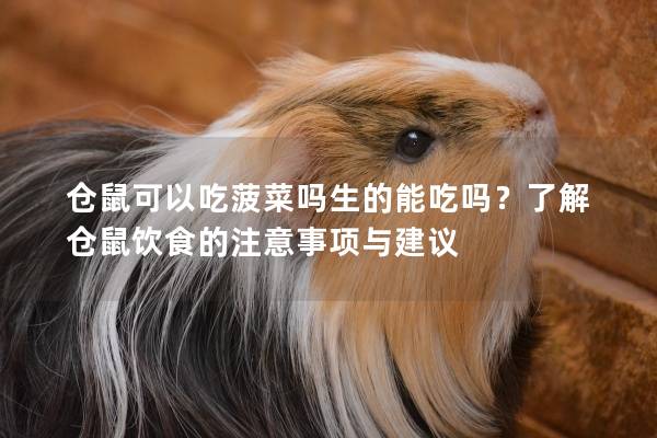 仓鼠可以吃菠菜吗生的能吃吗？了解仓鼠饮食的注意事项与建议