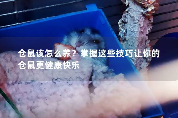 仓鼠该怎么养？掌握这些技巧让你的仓鼠更健康快乐