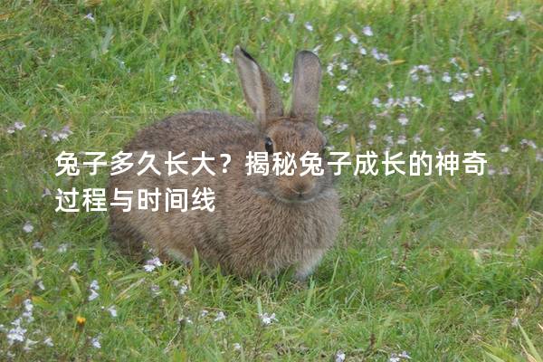 兔子多久长大？揭秘兔子成长的神奇过程与时间线