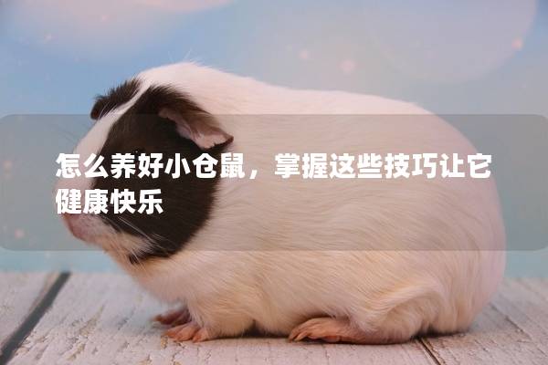 怎么养好小仓鼠，掌握这些技巧让它健康快乐