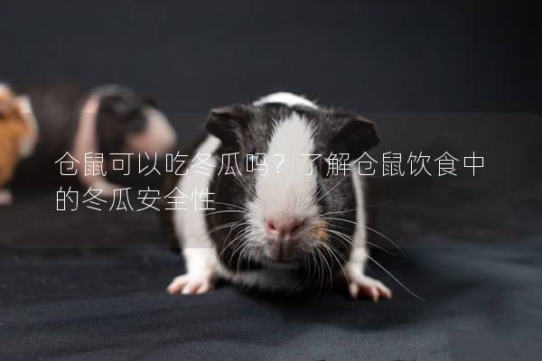 仓鼠可以吃冬瓜吗？了解仓鼠饮食中的冬瓜安全性
