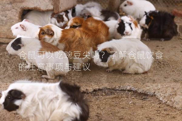 仓鼠可以吃豌豆尖吗？了解仓鼠饮食的注意事项与建议
