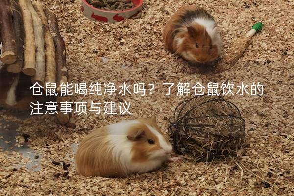 仓鼠能喝纯净水吗？了解仓鼠饮水的注意事项与建议