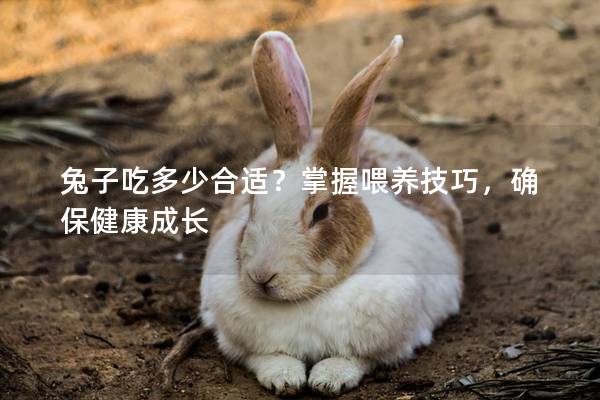 兔子吃多少合适？掌握喂养技巧，确保健康成长