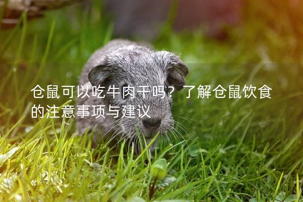 仓鼠可以吃牛肉干吗？了解仓鼠饮食的注意事项与建议