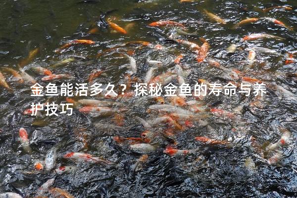 金鱼能活多久？探秘金鱼的寿命与养护技巧