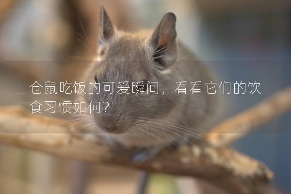 仓鼠吃饭的可爱瞬间，看看它们的饮食习惯如何？