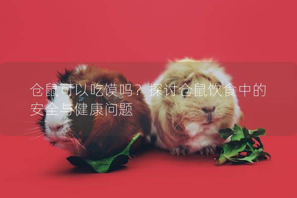 仓鼠可以吃馍吗？探讨仓鼠饮食中的安全与健康问题