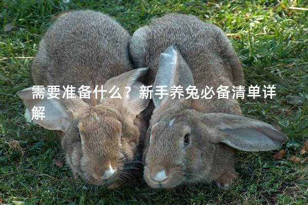 需要准备什么？新手养兔必备清单详解