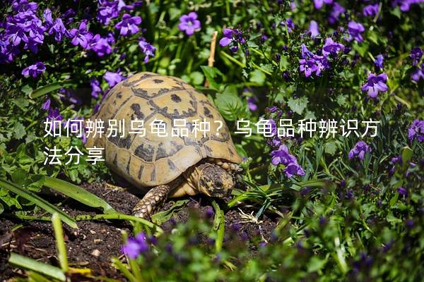 如何辨别乌龟品种？乌龟品种辨识方法分享