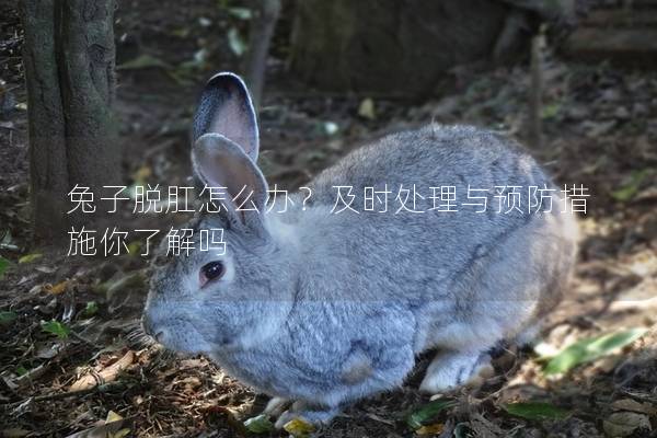 兔子脱肛怎么办？及时处理与预防措施你了解吗