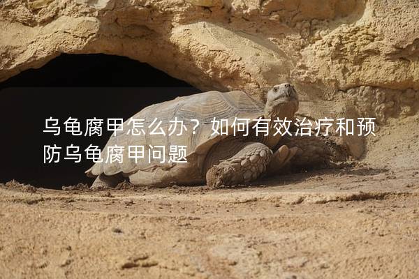 乌龟腐甲怎么办？如何有效治疗和预防乌龟腐甲问题