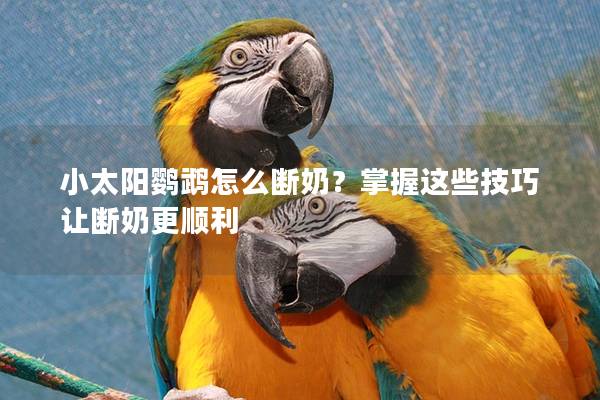 小太阳鹦鹉怎么断奶？掌握这些技巧让断奶更顺利