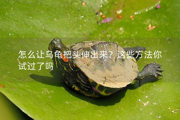 怎么让乌龟把头伸出来？这些方法你试过了吗