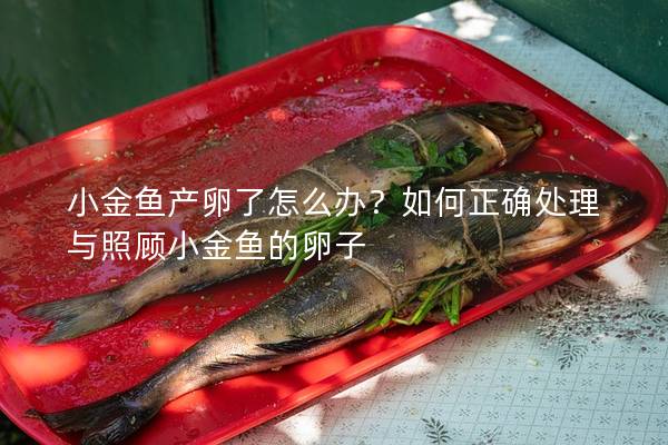 小金鱼产卵了怎么办？如何正确处理与照顾小金鱼的卵子