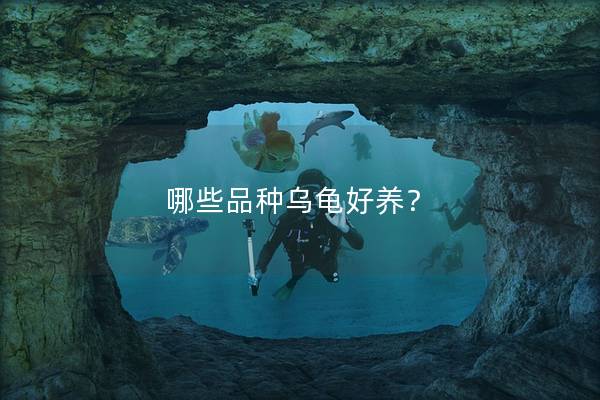 哪些品种乌龟好养？