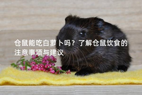仓鼠能吃白萝卜吗？了解仓鼠饮食的注意事项与建议