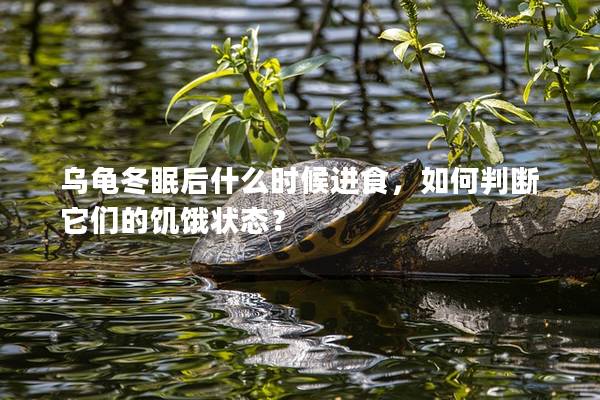 乌龟冬眠后什么时候进食，如何判断它们的饥饿状态？