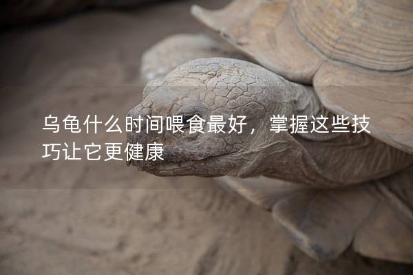 乌龟什么时间喂食最好，掌握这些技巧让它更健康