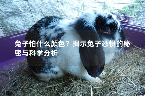 兔子怕什么颜色？揭示兔子恐惧的秘密与科学分析