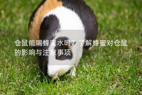 仓鼠能喝蜂蜜水吗？了解蜂蜜对仓鼠的影响与注意事项