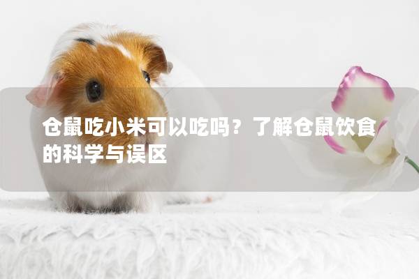 仓鼠吃小米可以吃吗？了解仓鼠饮食的科学与误区