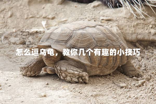 怎么逗乌龟，教你几个有趣的小技巧