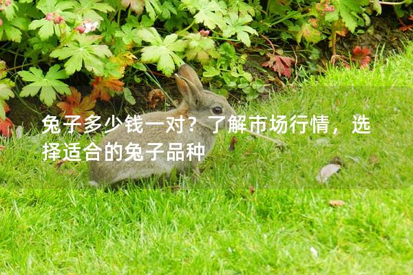 兔子多少钱一对？了解市场行情，选择适合的兔子品种