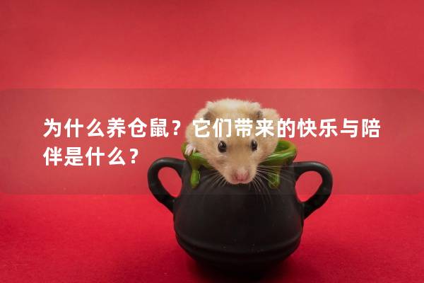 为什么养仓鼠？它们带来的快乐与陪伴是什么？