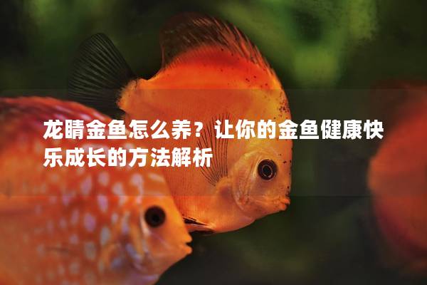 龙睛金鱼怎么养？让你的金鱼健康快乐成长的方法解析