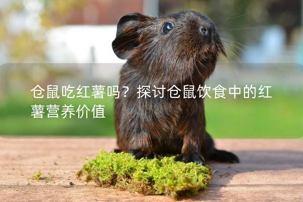 仓鼠吃红薯吗？探讨仓鼠饮食中的红薯营养价值