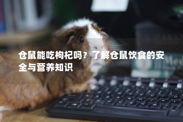 仓鼠能吃枸杞吗？了解仓鼠饮食的安全与营养知识