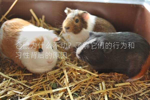 仓鼠为什么不动？了解它们的行为和习性背后的原因