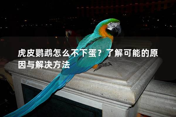 虎皮鹦鹉怎么不下蛋？了解可能的原因与解决方法