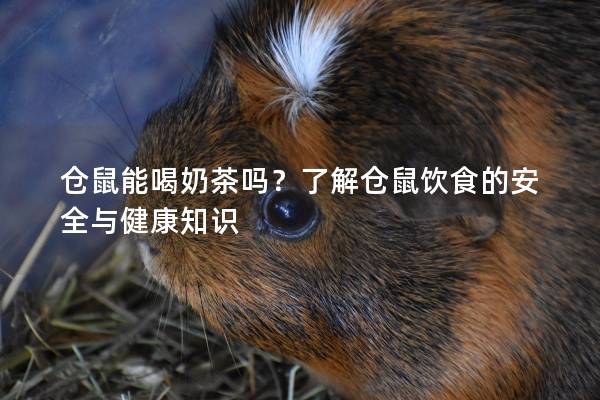 仓鼠能喝奶茶吗？了解仓鼠饮食的安全与健康知识