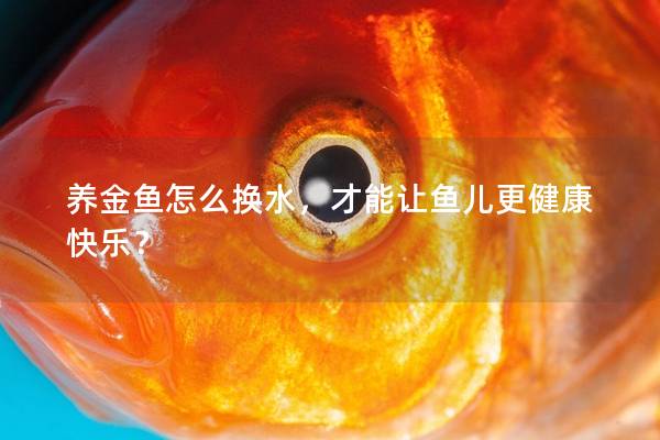 养金鱼怎么换水，才能让鱼儿更健康快乐？