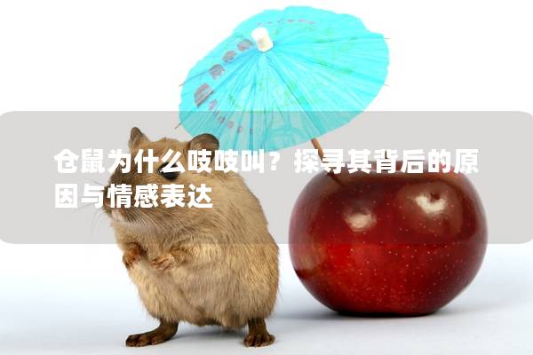 仓鼠为什么吱吱叫？探寻其背后的原因与情感表达